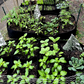 ⏳Časově omezená sleva 50 %⏰Dělené látkové pěstební pytle pro rostliny🌱